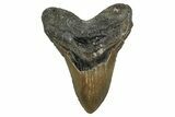 Fossil Megalodon Tooth - North Carolina #350593-1